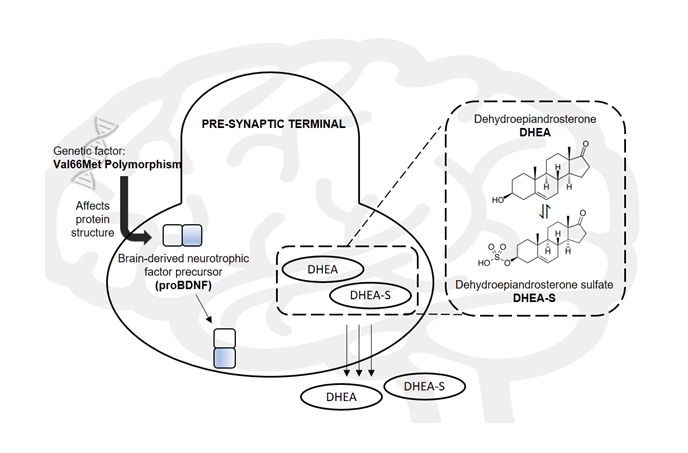 Biomarkers associated with “chemobrain”