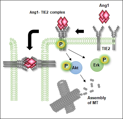 A “switch” that regulates traffic across blood vessels