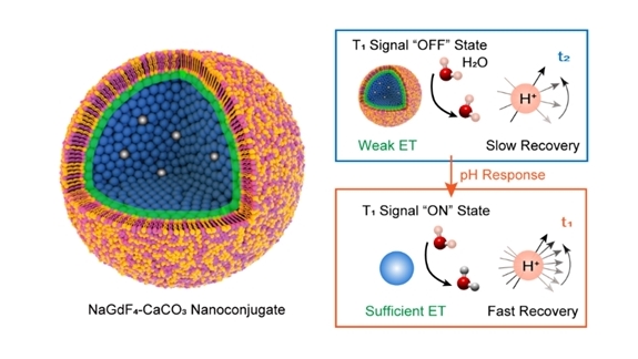 Smart contrast agent for tumour visualisation