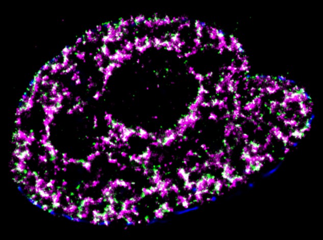 Spatio-temporal dynamics of DNA replication