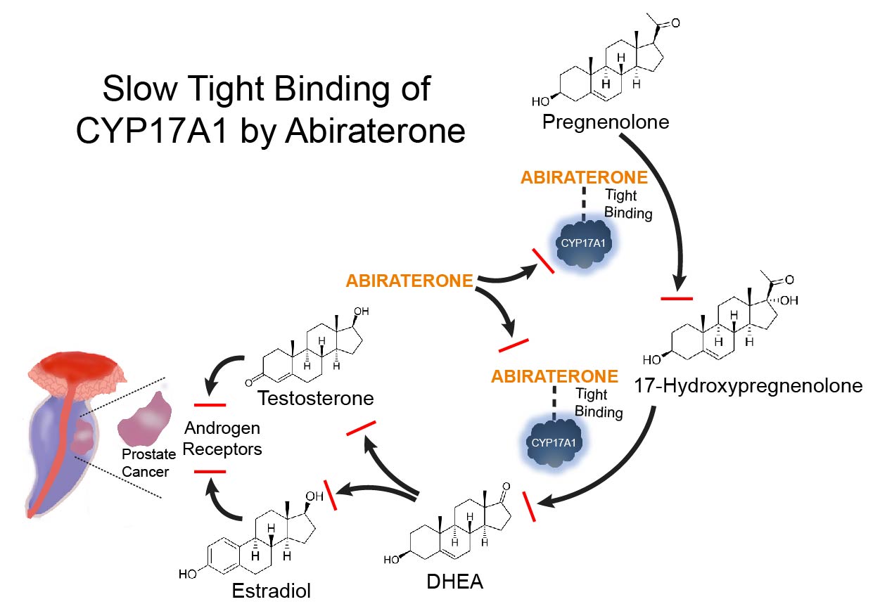 Optimising Drug Therapy of Prostate Cancer