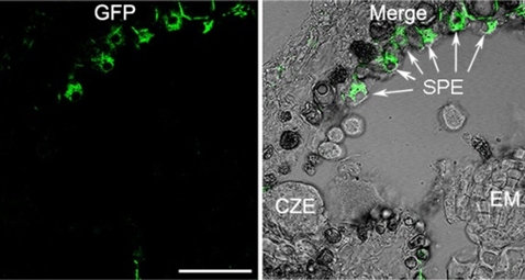 A key molecular switch for controlling seed size