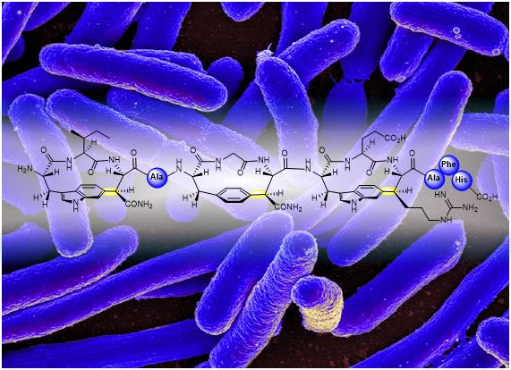 Post-translational formation of strained cyclophanes in bacteria