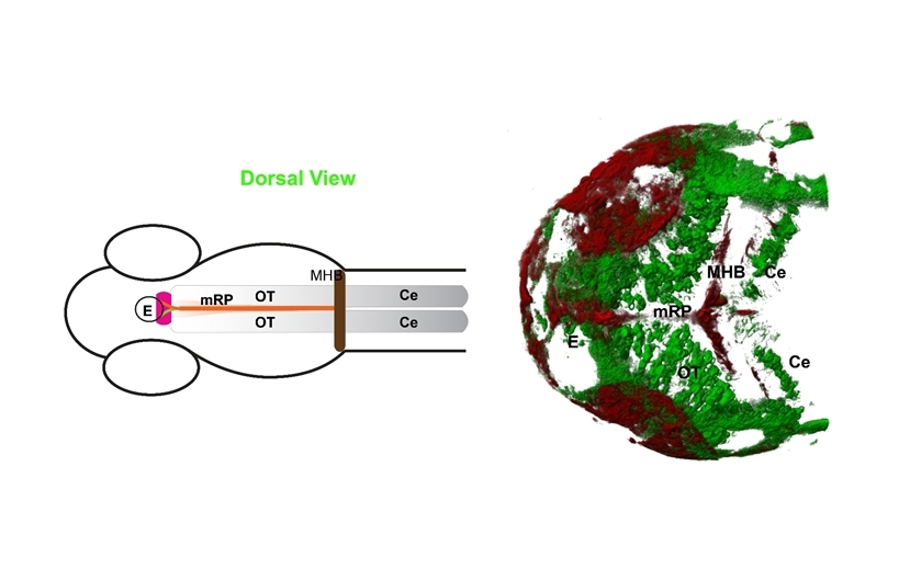 Expression, diffusion and molecular interactions determine Wnt3 distribution