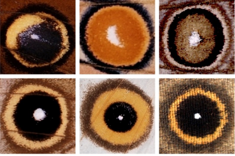 Development of eyespot patterns on butterflies