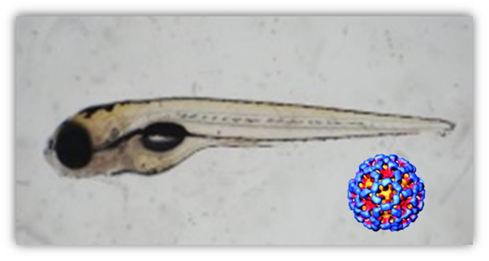 Seeking anti-human norovirus solutions using zebrafish