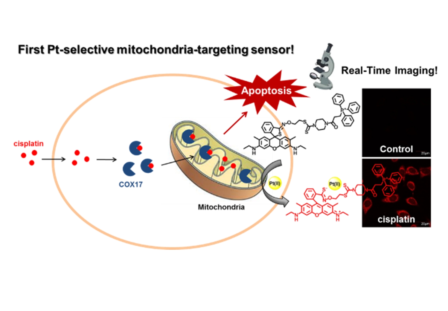 A mitochondria-targeted fluorescent probe for cisplatin