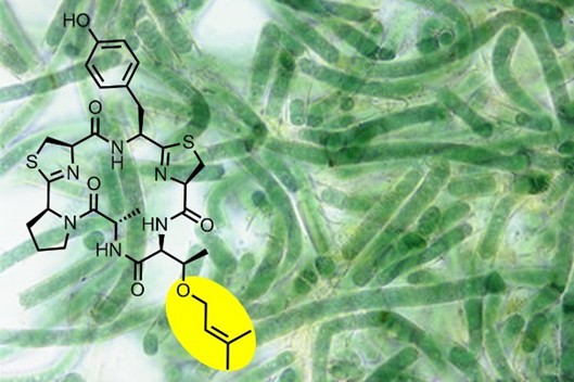 Genome mining leads to a new type of peptide prenylation