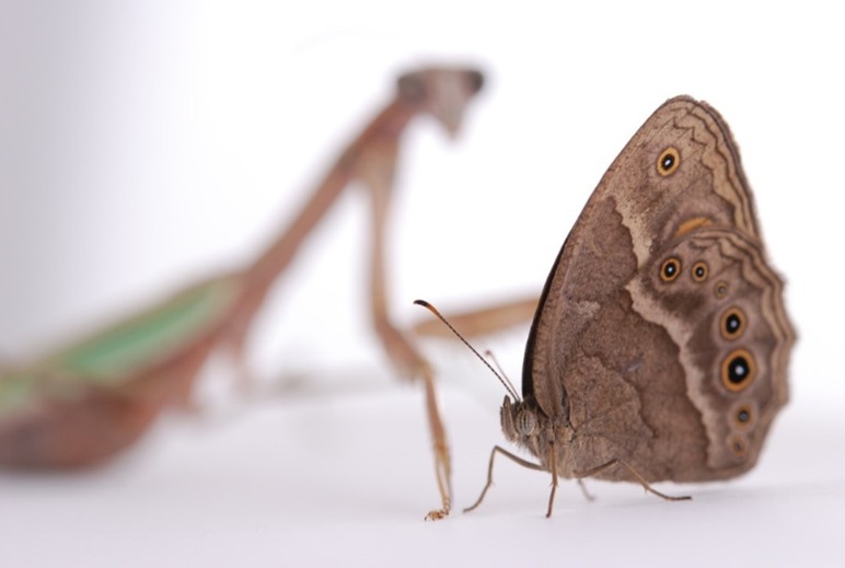 Too many forewing eyespots is bad for butterflies