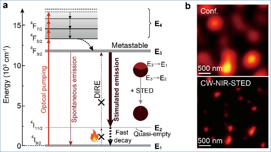 Figure 3 from Stimulated Emission Depletion (STED) Microscopy: from Theory  to Practice