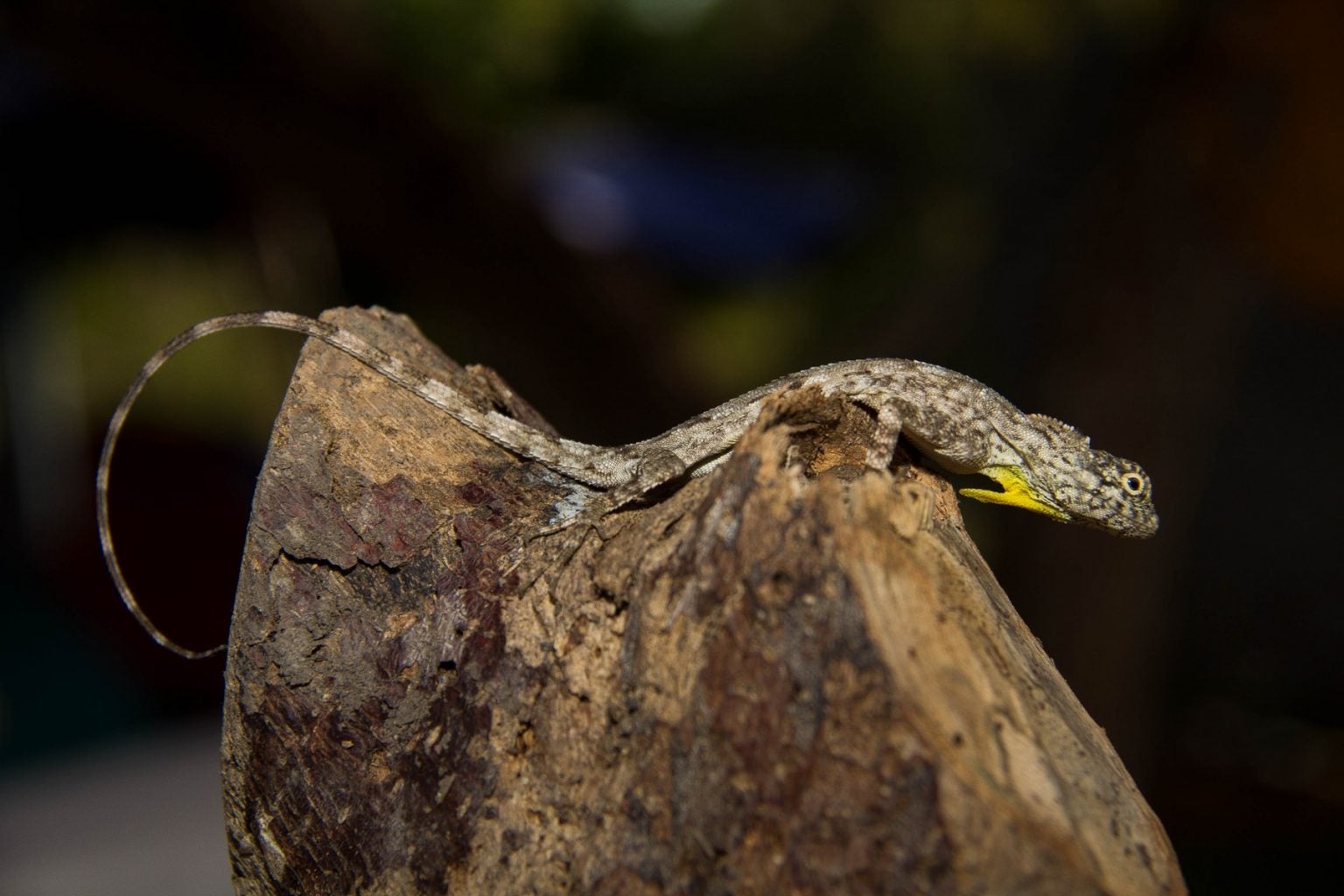 Protecting Timor-Leste’s rich biodiversity