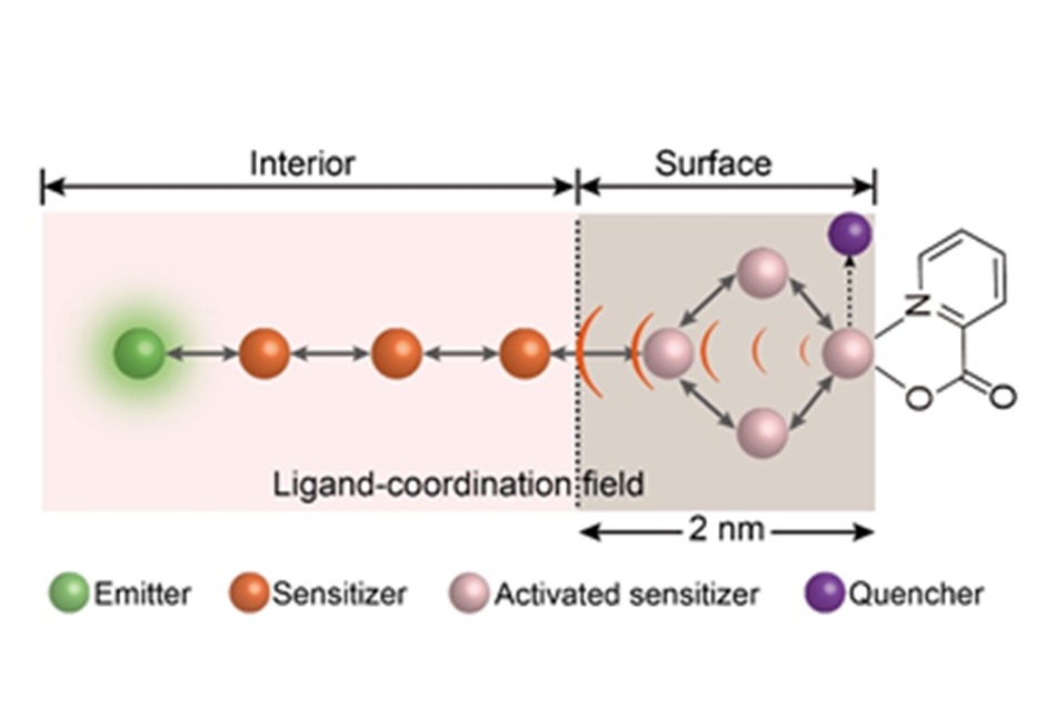 Molecule-mediated surface reconstruction enables giant upconversion luminescence enhancement