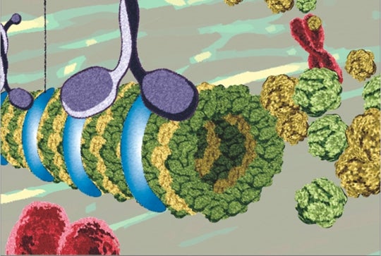 Governing chromosome segregation