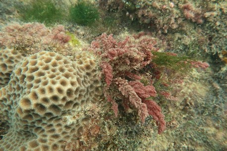 Interactions between corals and macroalgae on Singapore’s urban reefs