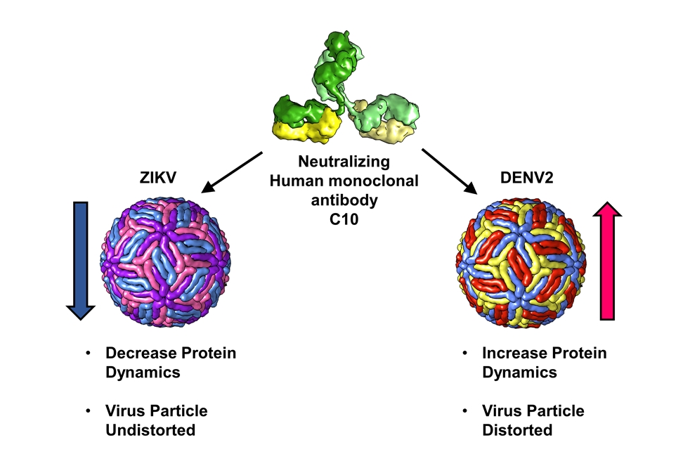 One antibody: Two ways of neutralising flaviviruses