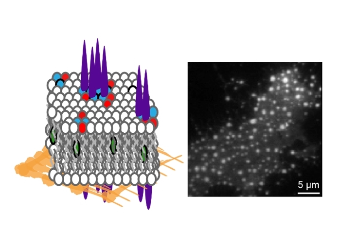 A simple method to determine phase preference of proteins on live cell membranes