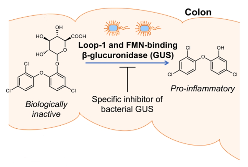 Gut microbial enzymes involved in colonic metabolism and gut toxicity of triclosan