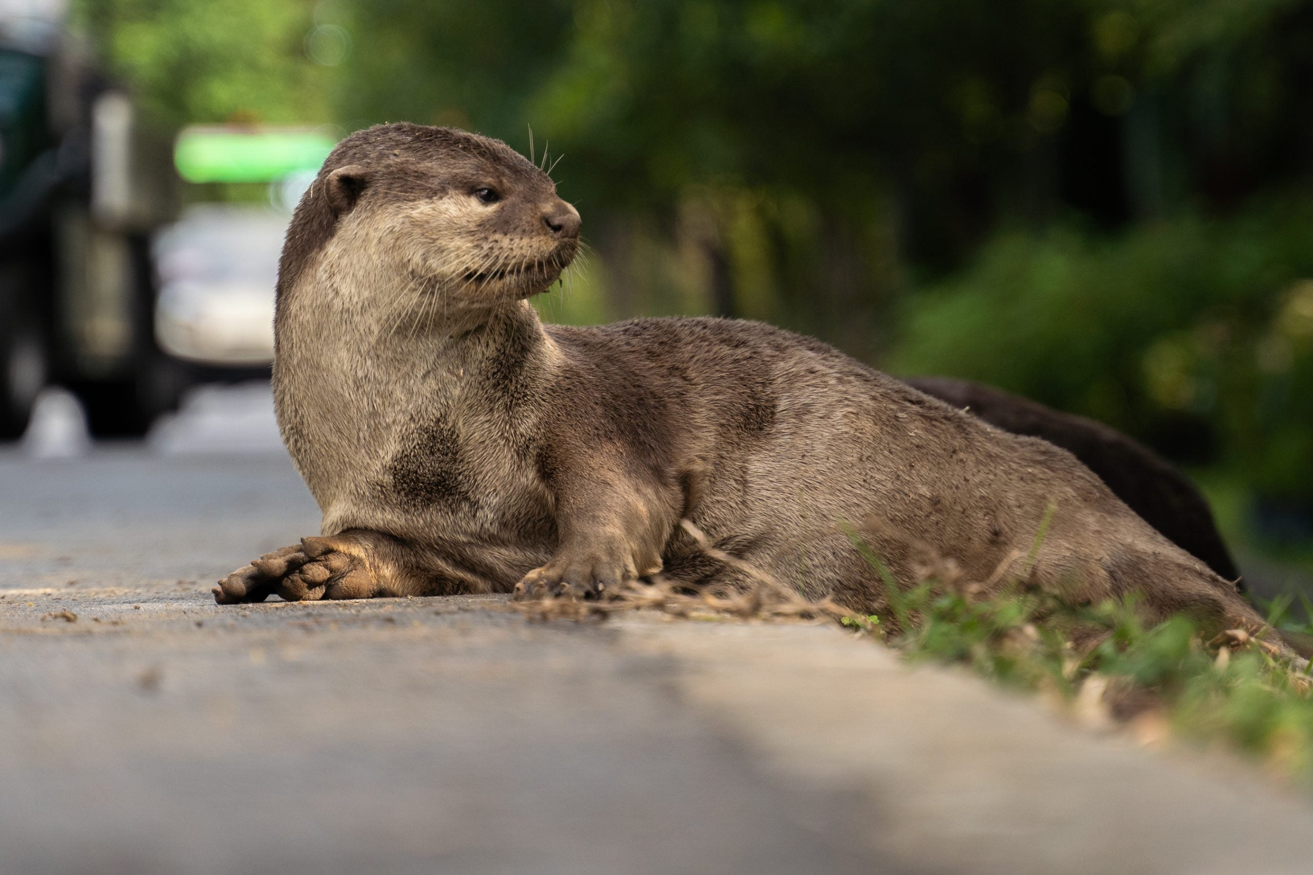 Rachel’s research identified agonistic behaviours by otters in various “encounter zones” around Singapore