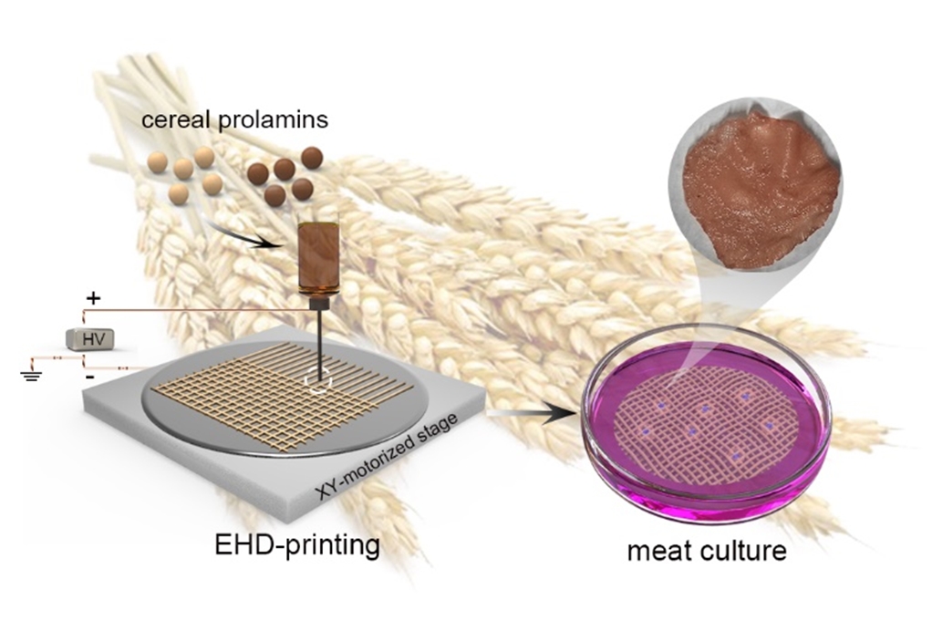 3D-printed plant protein scaffolds for cell-based meat culture