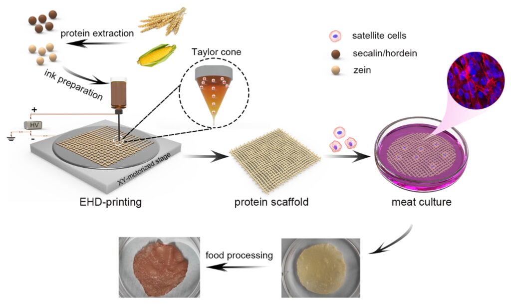 3D-printed Plant Protein Scaffolds For Cell-based Meat Culture - NUS ...