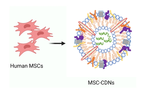 Nanovesicles from cells for biomedical applications