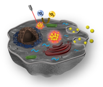 Aggregated gold nanoparticle conjugates for multimodal imaging and synergistic phototherapy