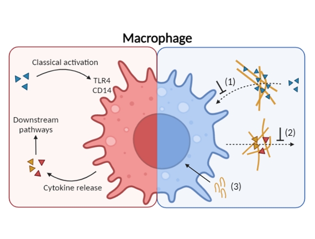 Anti-microbial nanonets display multi-functionality by mitigating inflammatory responses during sepsis