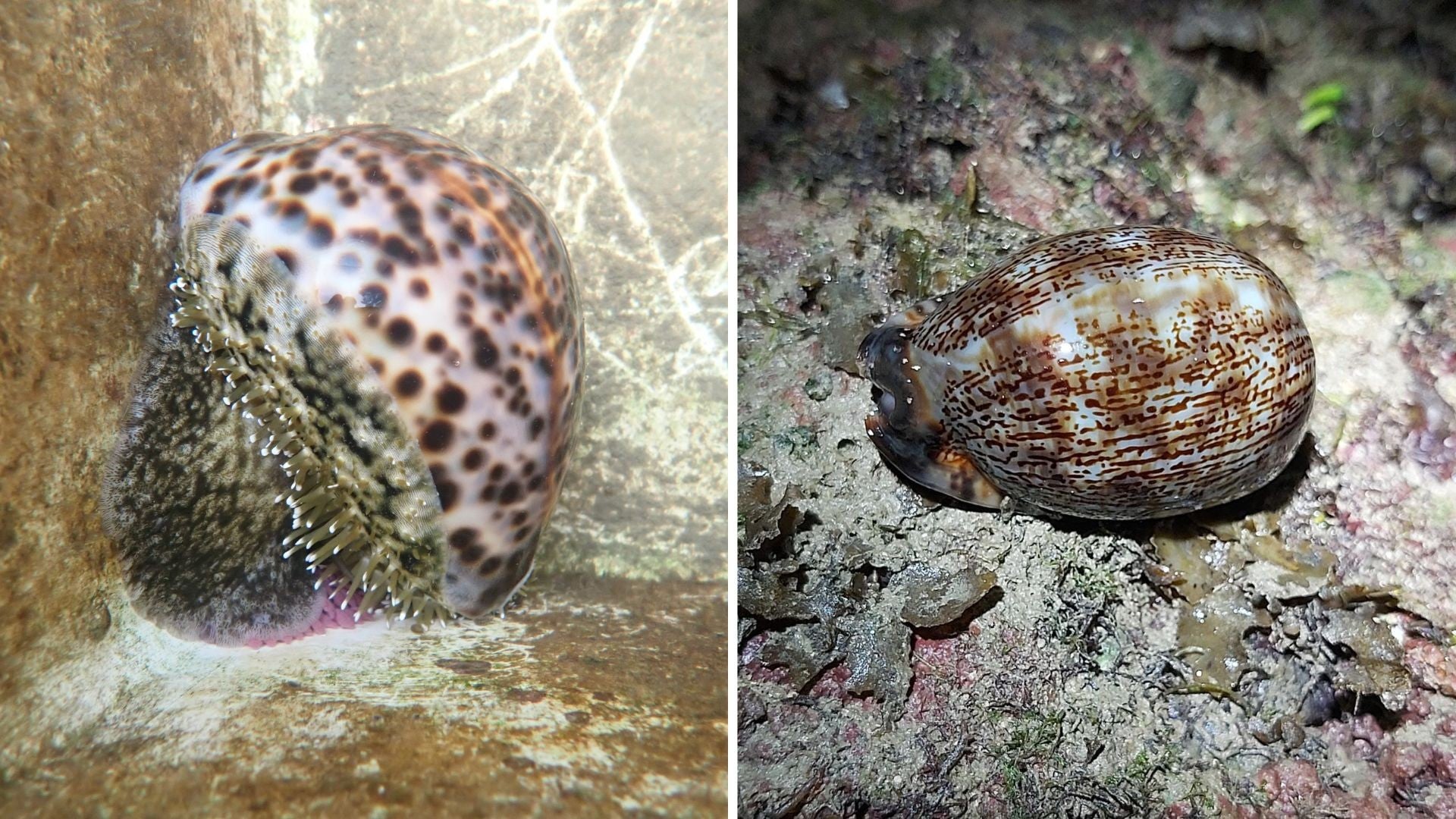 This new study is the first time cowrie larvae have been successfully bred under laboratory conditions. NUS marine biologists hope to restore two endangered cowrie species in Singapore, Tiger (left) and Arabian (right), through their study. Photo credit: Teresa Tay