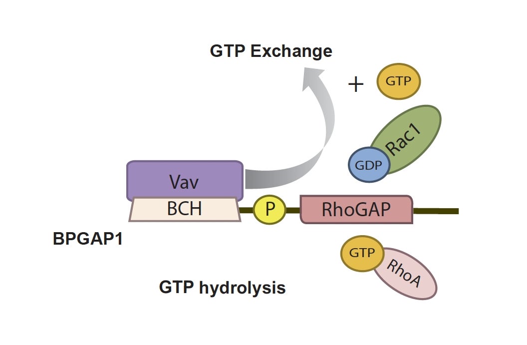 Bridging the (BP)GAP in metastasis