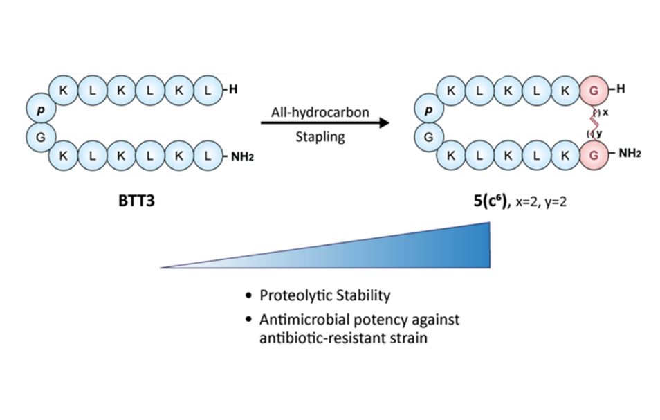 Antimicrobial peptides with improved stability