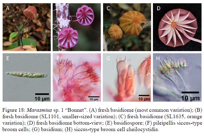 Extract from Yan Ling’s thesis on Marasmiaceae fungi.