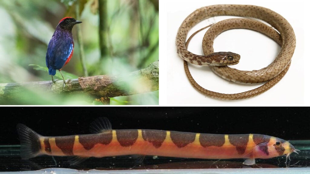 NUS scientists develop novel method to estimate biodiversity loss in ...