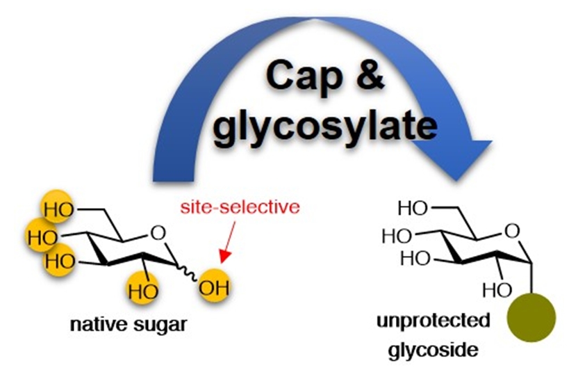 Boosting the synthesis of stable sugar compounds with a novel nature-inspired approach