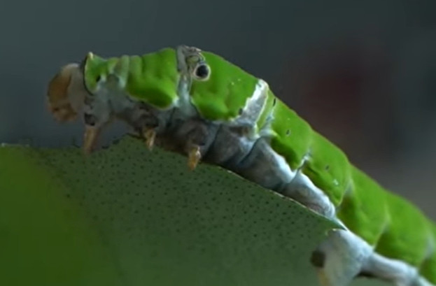 Like mother, like daughter: How caterpillars pass down food preferences to their offspring