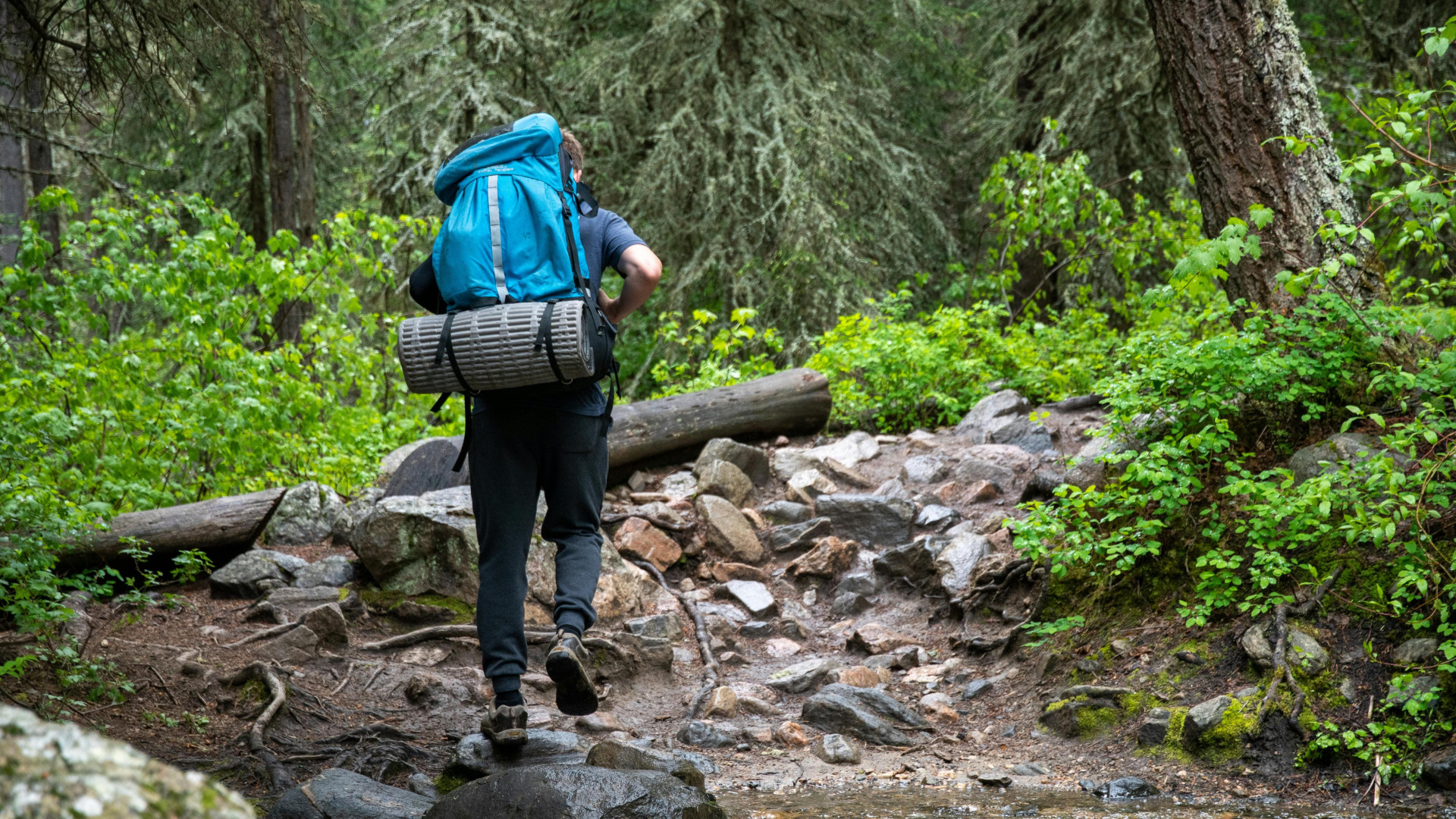 Researchers from the NUS Department of Biological Sciences extracted images of human activity in protected areas, such as hiking, from Flickr and tagged them to categorise the type of activity in the photo to analyse the global distribution of that activity across different protected areas.