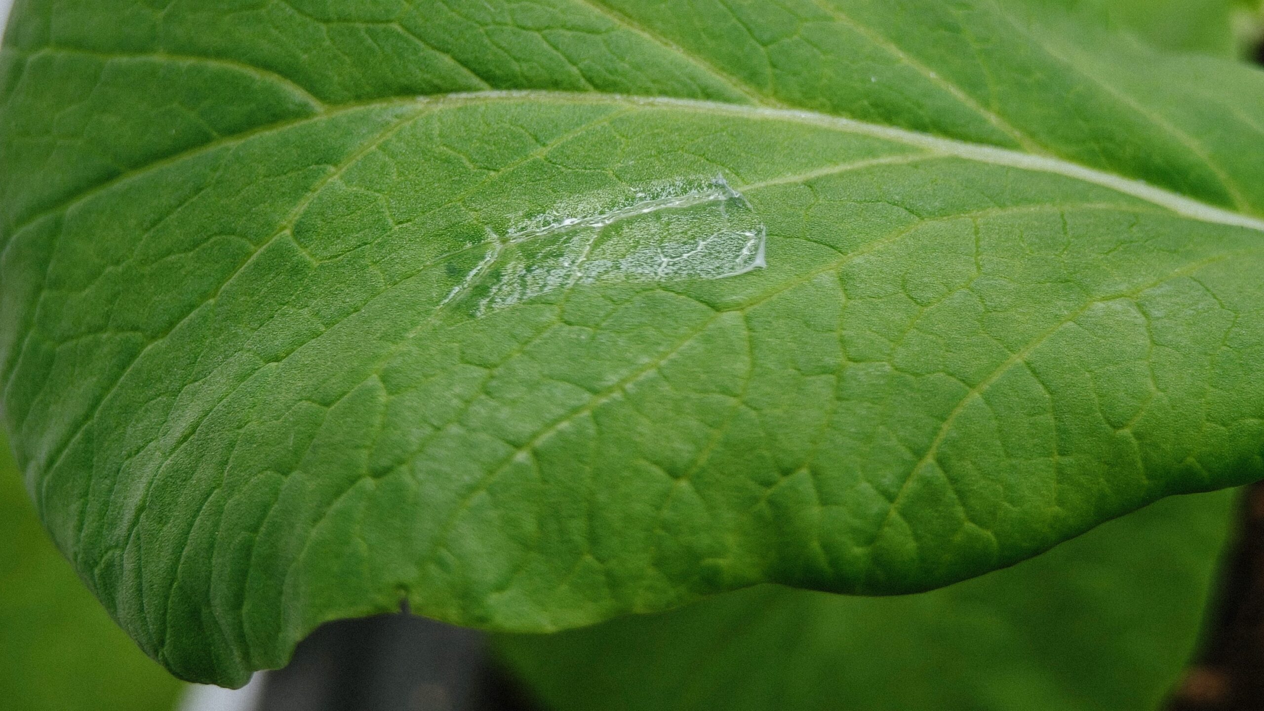 The innovative plant e-skin is ultrathin and transparent, allowing it to be seamlessly attached to the surface of plant leaves to collect data on key plant parameters, such as temperature and strain without hindering the plant’s natural processes or causing physical damage to the plant.