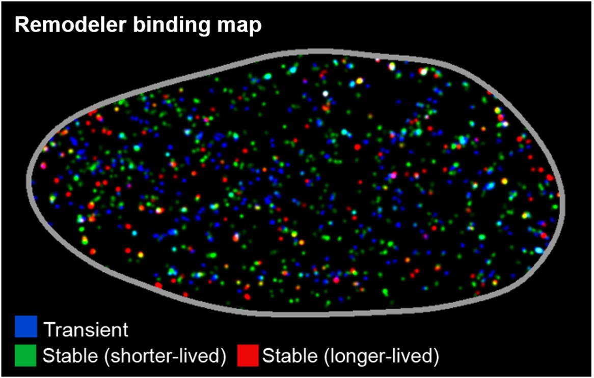 Aberrant DNA-binding dynamics of cancer-linked chromatin remodelers revealed by single-molecule imaging