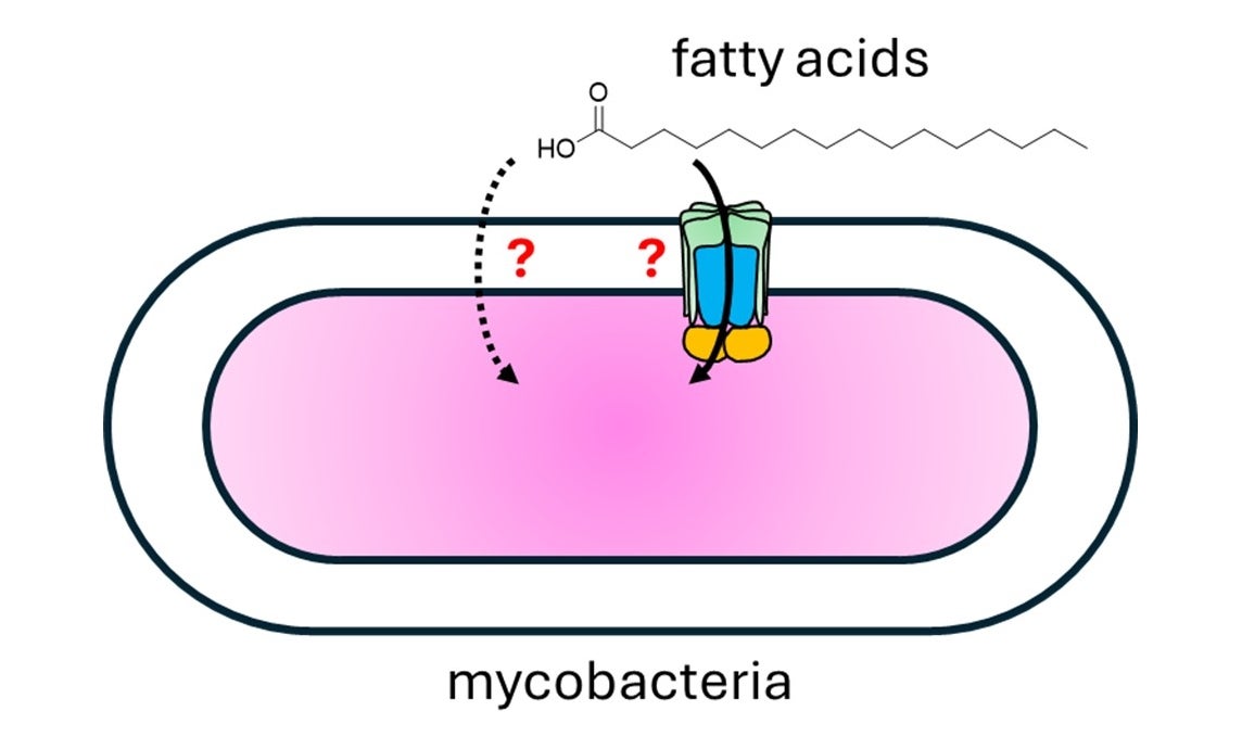 The control of fatty acid uptake in mycobacteria