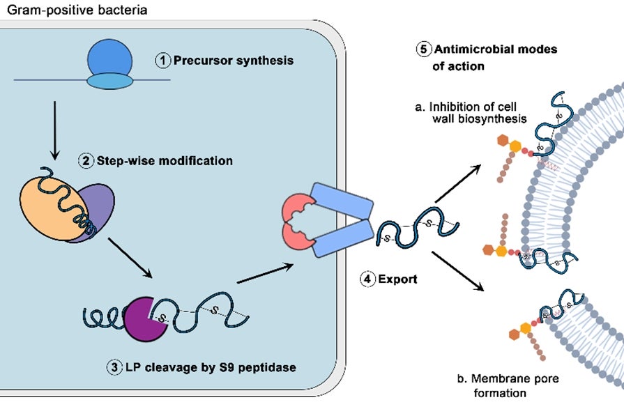 Uncovering a new enzyme subclass in antimicrobial lanthipeptide biosynthesis