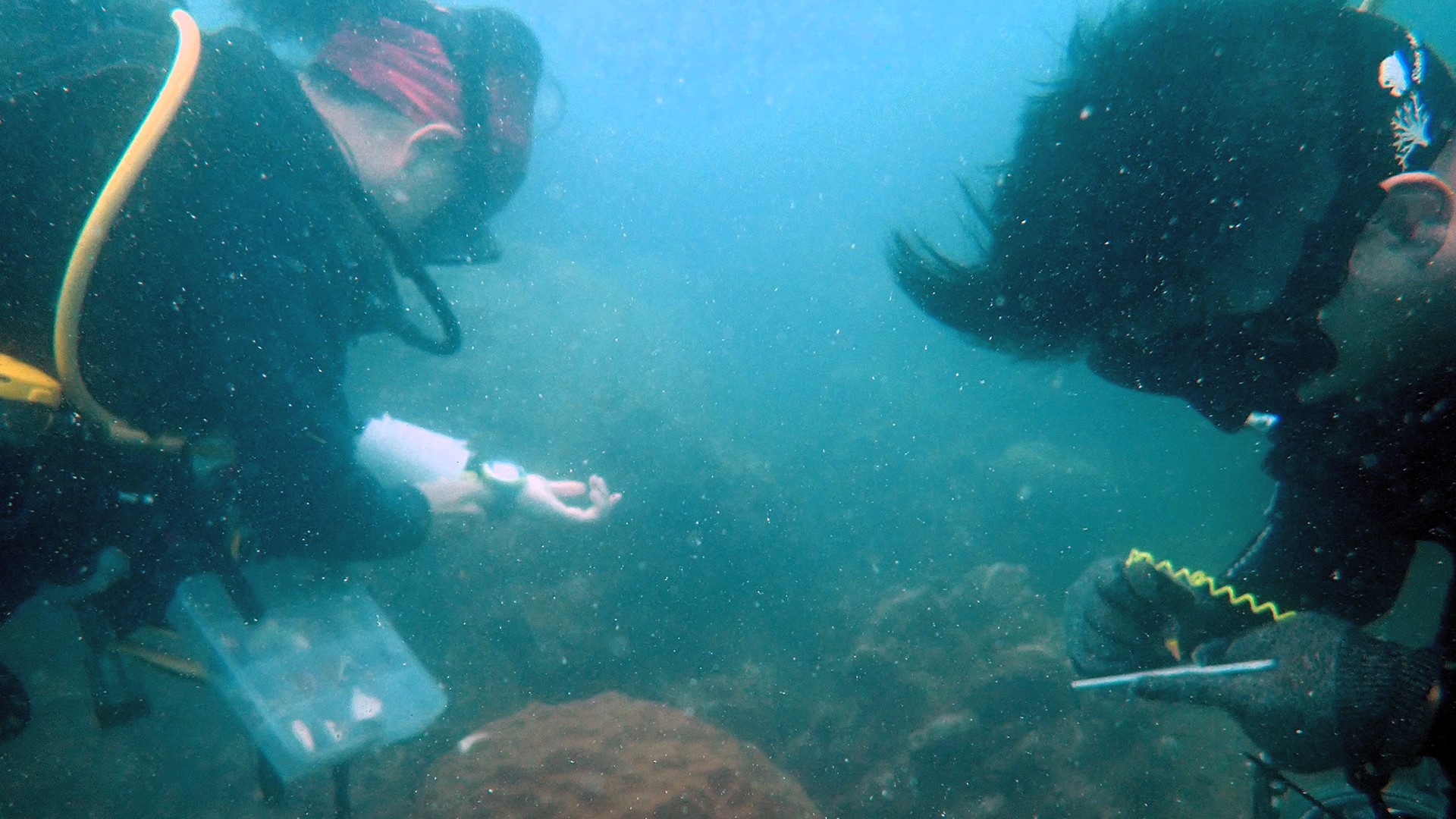 Denise conducting fieldwork at an underwater survey site as part of a research project guided by Dr Zeehan Jaafar from the Department of Biological Sciences that examined the impact of fishing lines on coral reef organisms in Singapore.