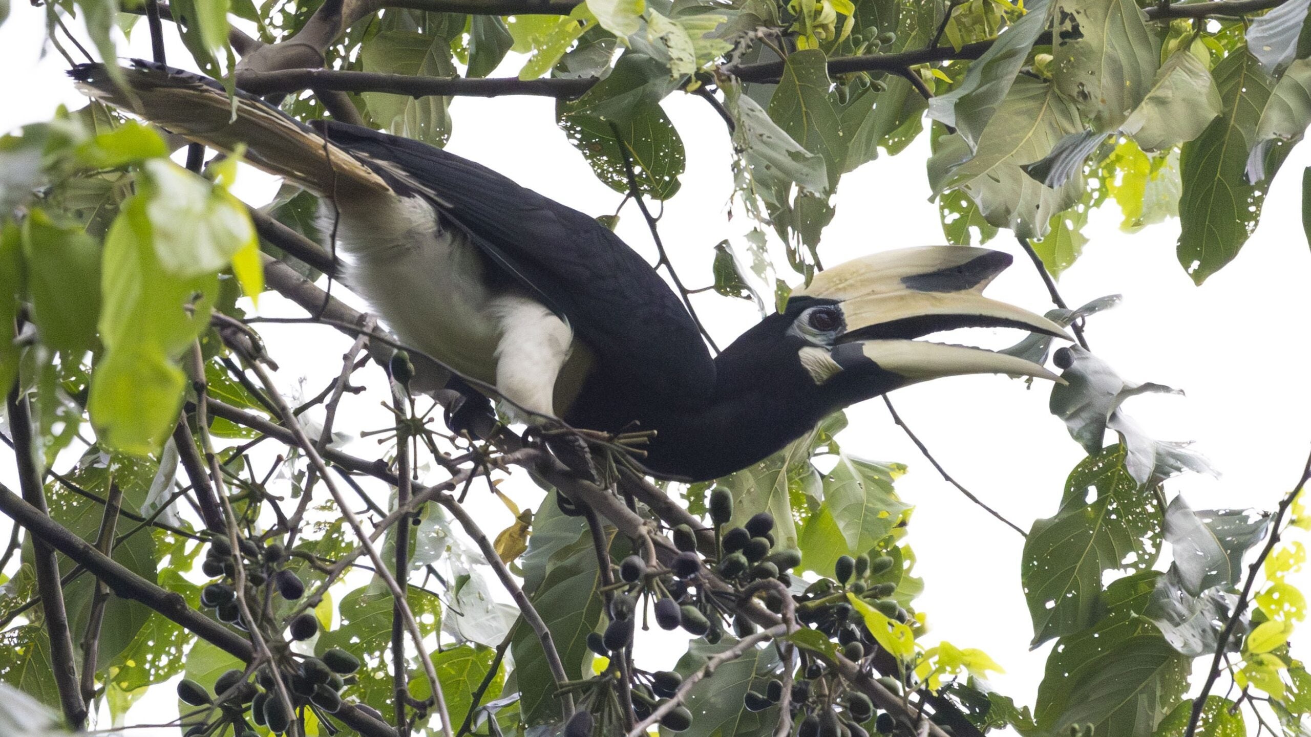 Asst Prof Lim Jun Ying and his team are analysing how the interactions between frugivores, such as the male Oriental Pied hornbill (shown here eating an Annonaceae fruit in Pulau Ubin, Singapore), and plants help to shape biodiversity. Photo: Hanci Liang