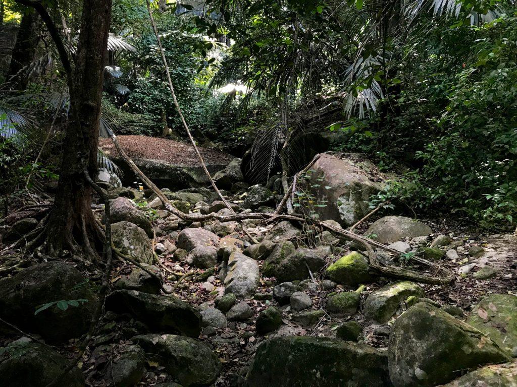 Photo of the forest, illustrating the field course that students embarked on during the module. 