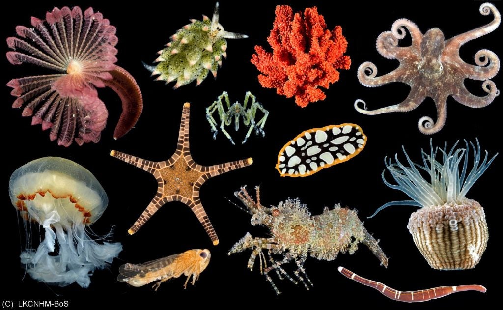 Montage of Singapore’s invertebrates  including the seastar, jellyfish and octopus.